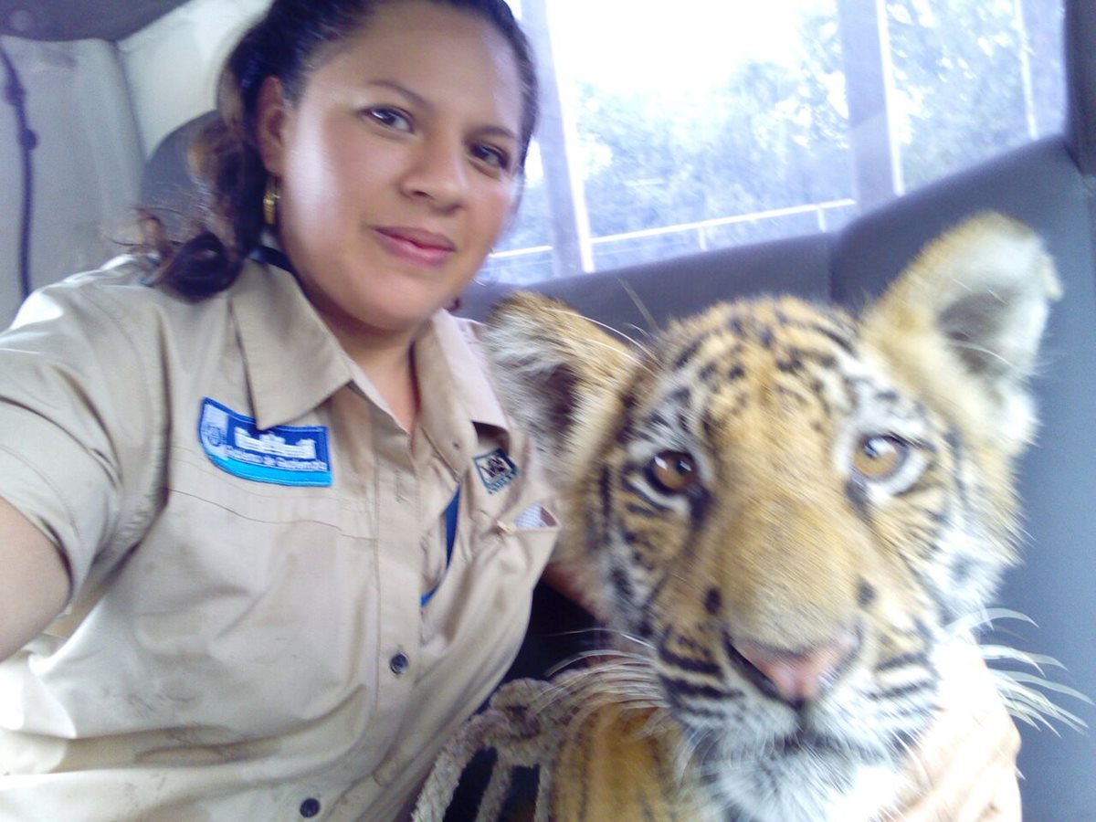 Personal del Conap traslada tigre siberiano rescatado en Suchitepéquez. (Foto Prensa Libre: Cortesía)