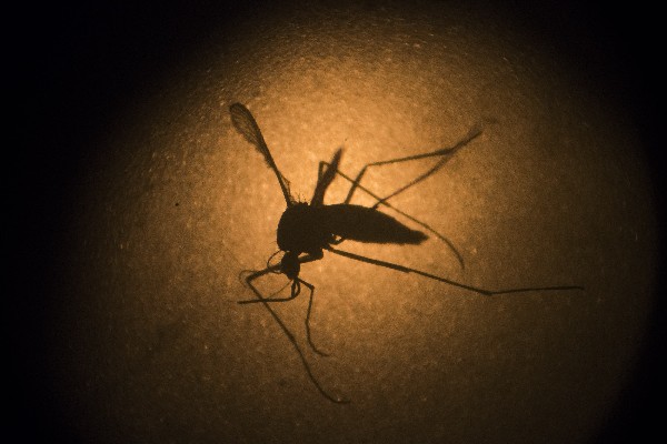 El mosquito Aedes Aegypti es fotografiada a través de un microscopio. (Foto Prensa Libre: AP)