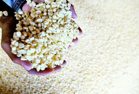 Ingresará un contingente de maiz para paliar el incremento de precios. (Foto Prensa Libre: Archivo)