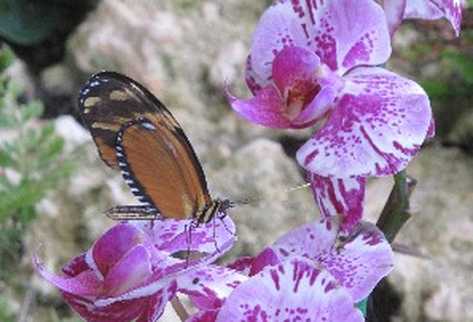 eSTE MARIPOSARIO ES uno de los pocos en el mundo que está abierto todo el año.