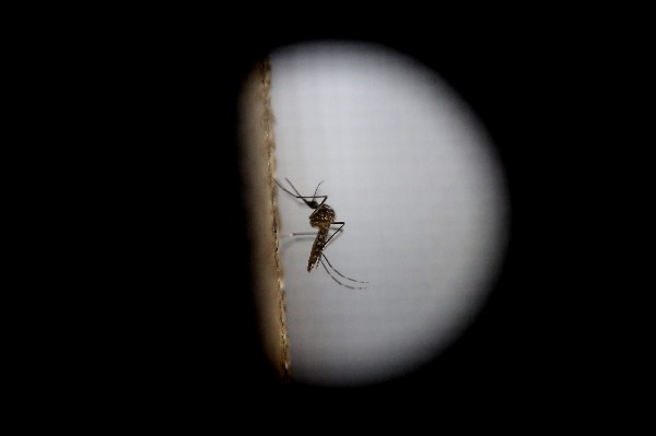 El mosquito "Aedes aegytpi", el cual transmite el virus del zika, dengue y chikungunya. (Foto Prensa Libre: EFE)