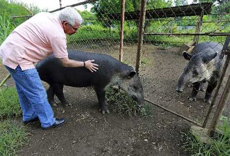 El Dr. Eduardo Sacasa menciona  eñ tapir es el animal más frágil que hay ahora en Nicaragua y en el mundo. (Foto Prensa Libre: AFP)