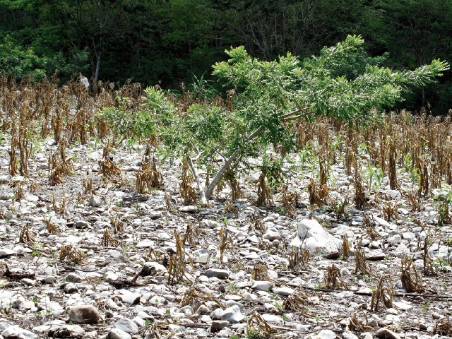 El estado en el que se encuentran los sembradíos de maíz, en Santa Rita, Guastatoya, El Progreso, evidencia la falta de lluvia.