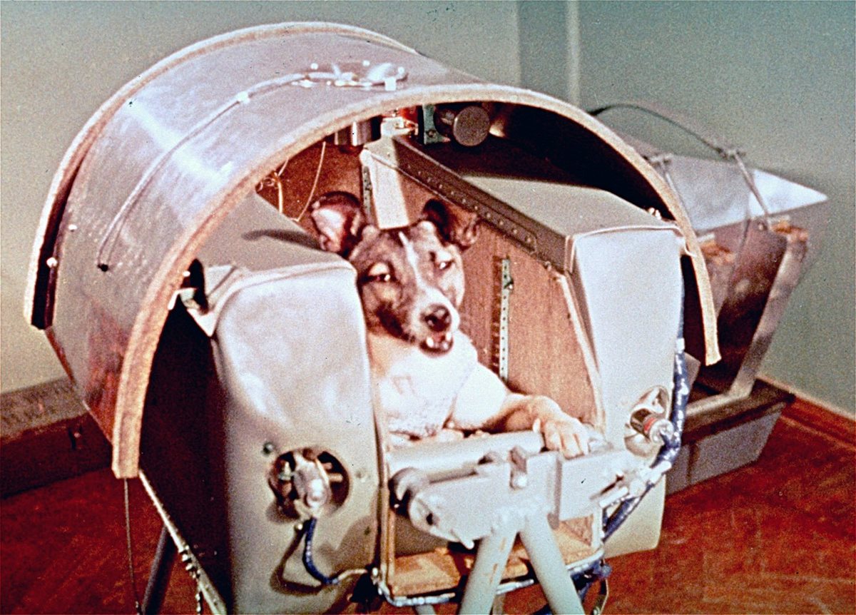 La perra Laika aparece en la cápsula del Satélite ruso Sputnik II, lanzado el 3 de noviembre de 1957. (Foto: AP)