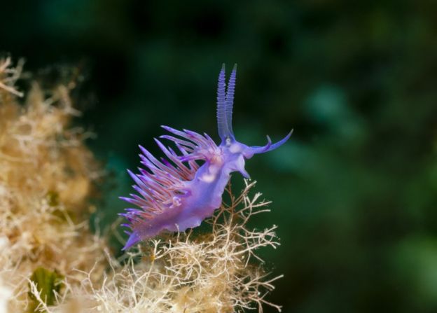 Los nudibranquios o babosas de mar tienen una particular forma de reproducirse. GETTY IMAGES