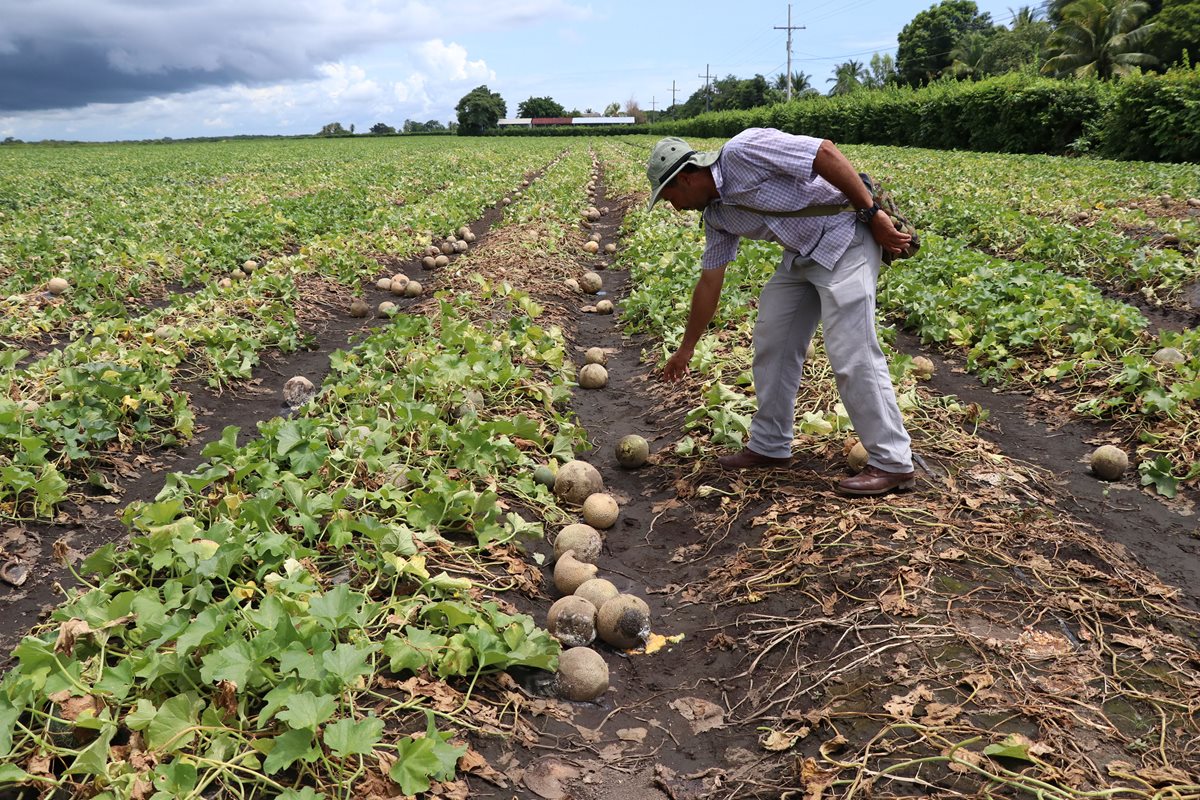 La cosecha de melón se ha perdido en varias fincas a causa de las inundaciones. (Foto Prensa Libre: Ernique Paredes)