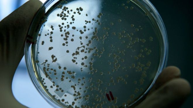 Las bacterias letales resistentes a la penicilina ya están matando a unas 700.000 personas cada año. GETTY IMAGES