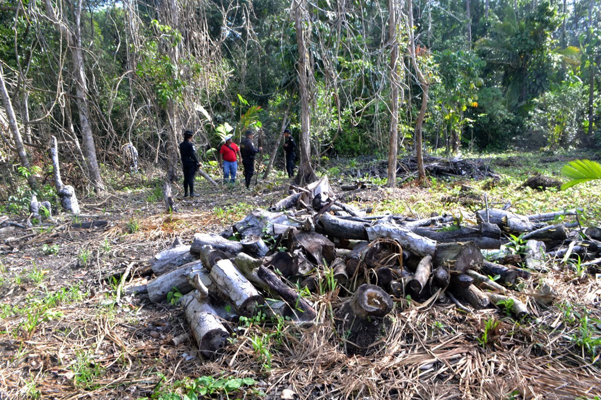 Trozos de árboles fueron localizados en Punta de Manabique, Izabal. (Foto Prensa Libre: Dony Stewart)