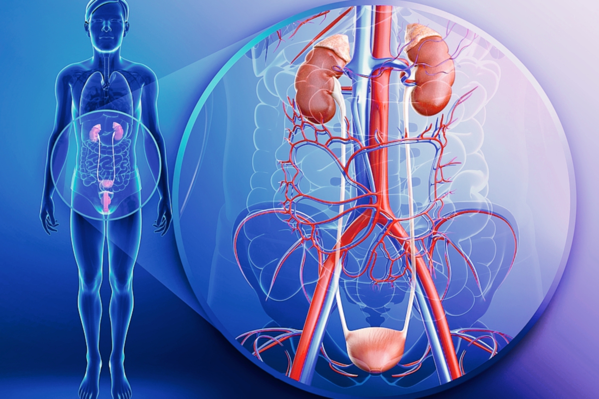Los riñones mantienen al cuerpo libre de toxinas por medio de la orina y regulan la presión arterial. (Foto Prensa Libre: Shutterstock)