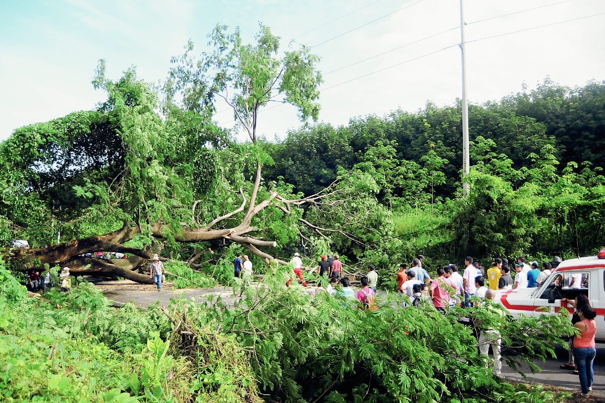 Vecinos de Coatepeque no pudieron transitar en el km 226 de la ruta al suroccidente, debido a que un árbol de grandes proporciones cayó en la carretera. (Foto Prensa Libre: Alexánder Coyoy)