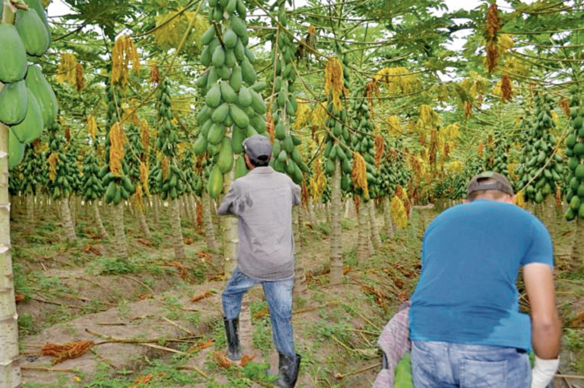 Trabajadores en un cultivo de papaya en el departamento de Zacapa..