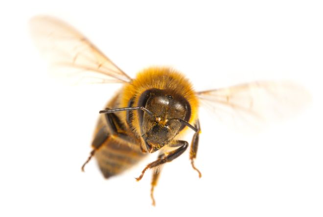 Las abejas polinizan gran parte de las plantas que existen. GETTY