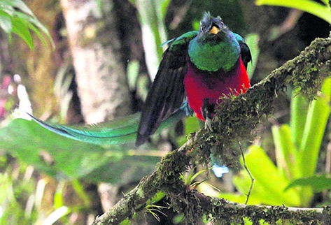 El quetzal pudo observarse en una reciente visita al biotopo. (Foto Prensa Libre: Esbin García