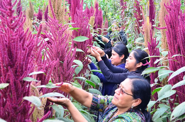 Mujeres de la asociación Oxlajuj E, de El Tablón, Sololá, recogen semillas de amaranto, con la que manufacturan productos alimenticios. (Foto Prensa Libre: Ángel Julajuj)
