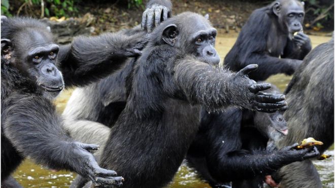 Los chimpancés fueron dejados con pocas posibilidades de alimentarse por sí solos. GETTY IMAGES