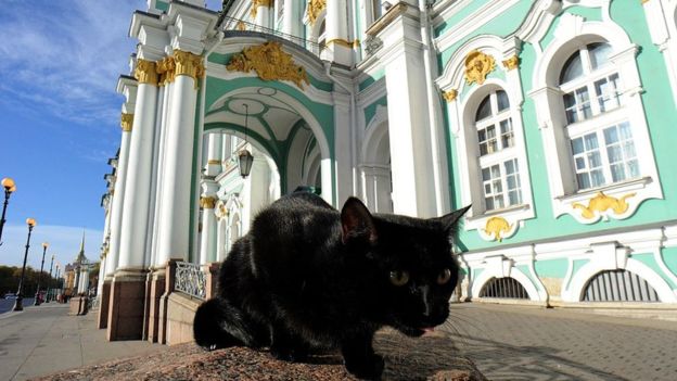 Los gatos del Museo Hermitage de San Petersburgo tienen un trabajo fundamental: proteger a las obras de artes de los ratones. GETTY IMAGES