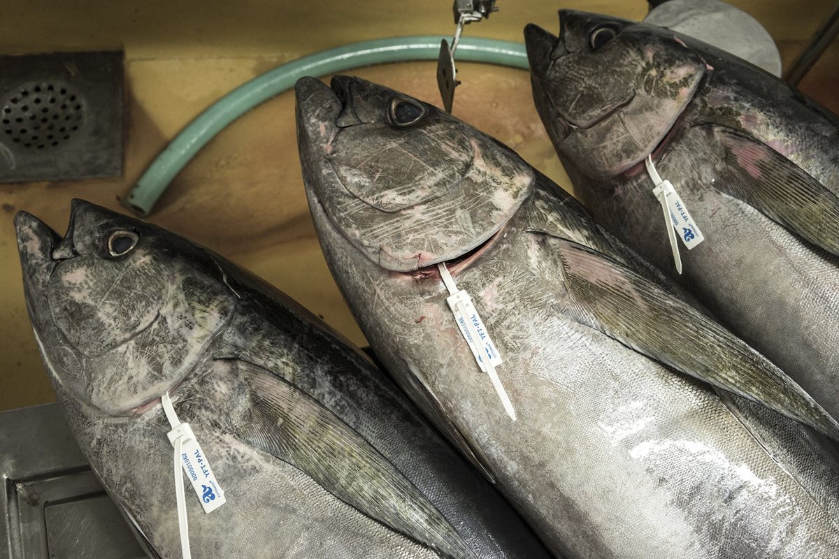 Costa Rica limita licencias para la pesca de atún 