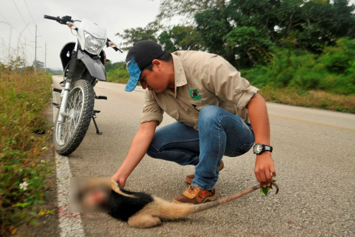 Cadáver de oso hormiguero es examinado por personal del Conap, en Sayaxché, Petén. (Foto Prensa Libre: Rigoberto Escobar)