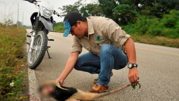 Cadáver de oso hormiguero es examinado por personal del Conap, en Sayaxché, Petén. (Foto Prensa Libre: Rigoberto Escobar)