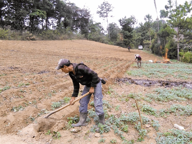 El trabajo agrícola abarca al 36.9% de la población, la cual es parte del sector informal.