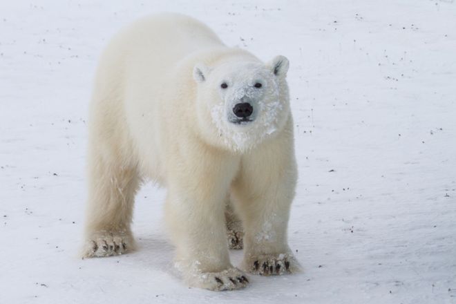 Los osos polares son especies protegidas. THINKSTOCK