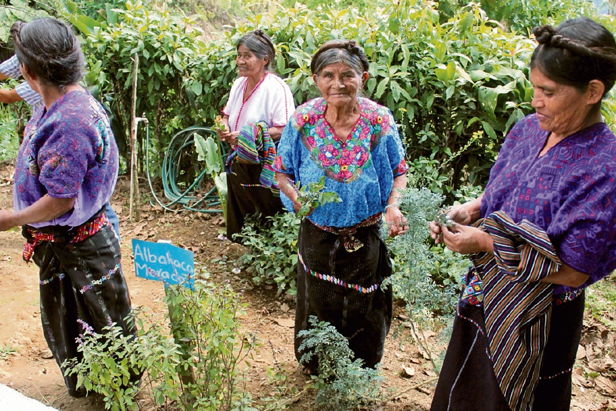Comadronas cortan plantas medicinales, en el huerto del Puesto de Salud del caserío Patzité.