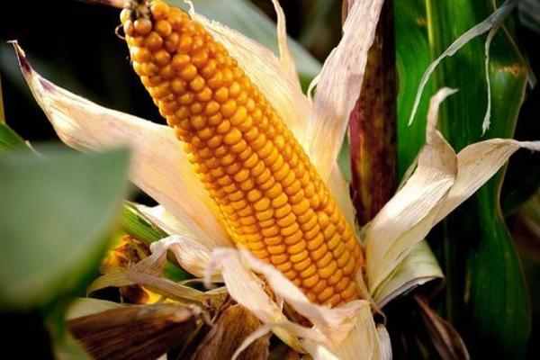 El 13 de agosto se celebrará el Día Nacional del Maíz. (Foto Prensa Libre: Archivo)