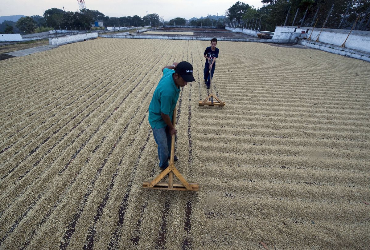 El café es uno de los principales cultivos de de exportación. (Foto Prensa Libre: Esteban Arreola)