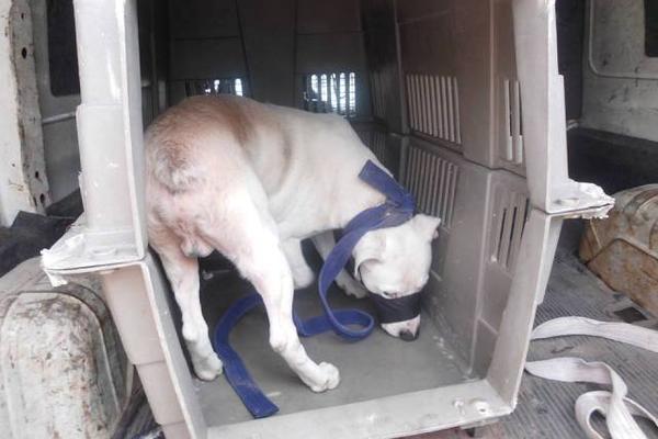 Perro que atacó al niño. (Foto Prensa Libre: AMA)
