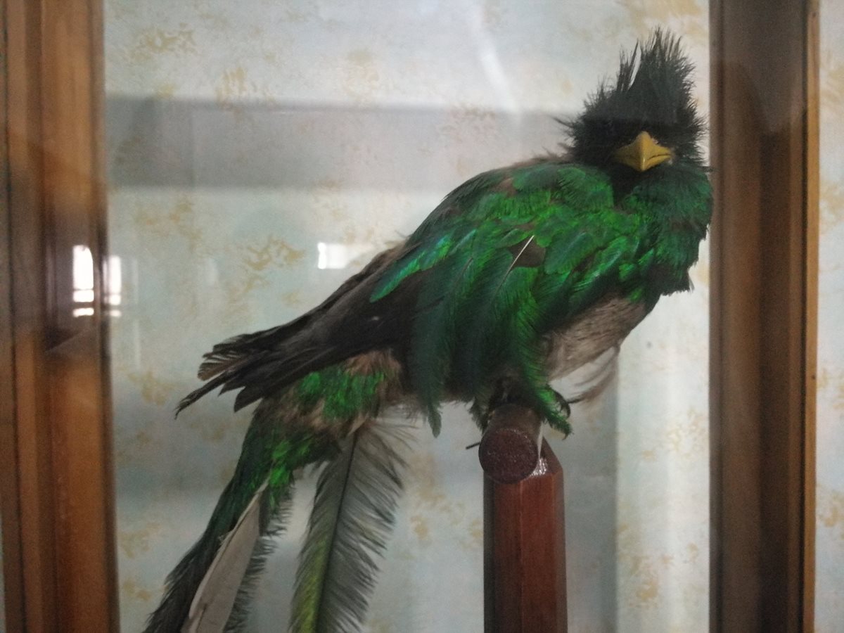 Un quetzal disecado es una de las piezas que se exhibe en el museo de Xela. (Foto Prensa Libre: Fred Rivera)