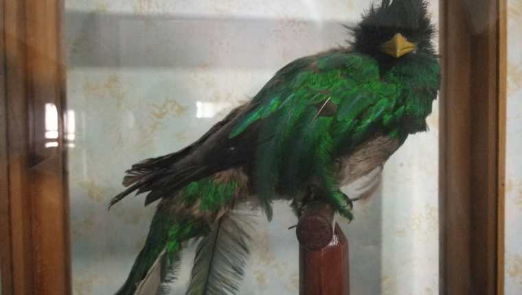 Un quetzal disecado es una de las piezas que se exhibe en el museo de Xela. (Foto Prensa Libre: Fred Rivera)