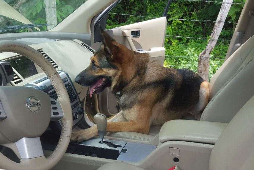 El agente canino murió en cumplimiento del deber. (Foto Prensa Libre: PNC)