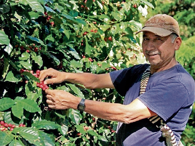 El sector caficultor enfrenta desafíos en la contratación de personas para la cosecha 2021-22. (Foto Prensa Libre; Hemeroteca) 