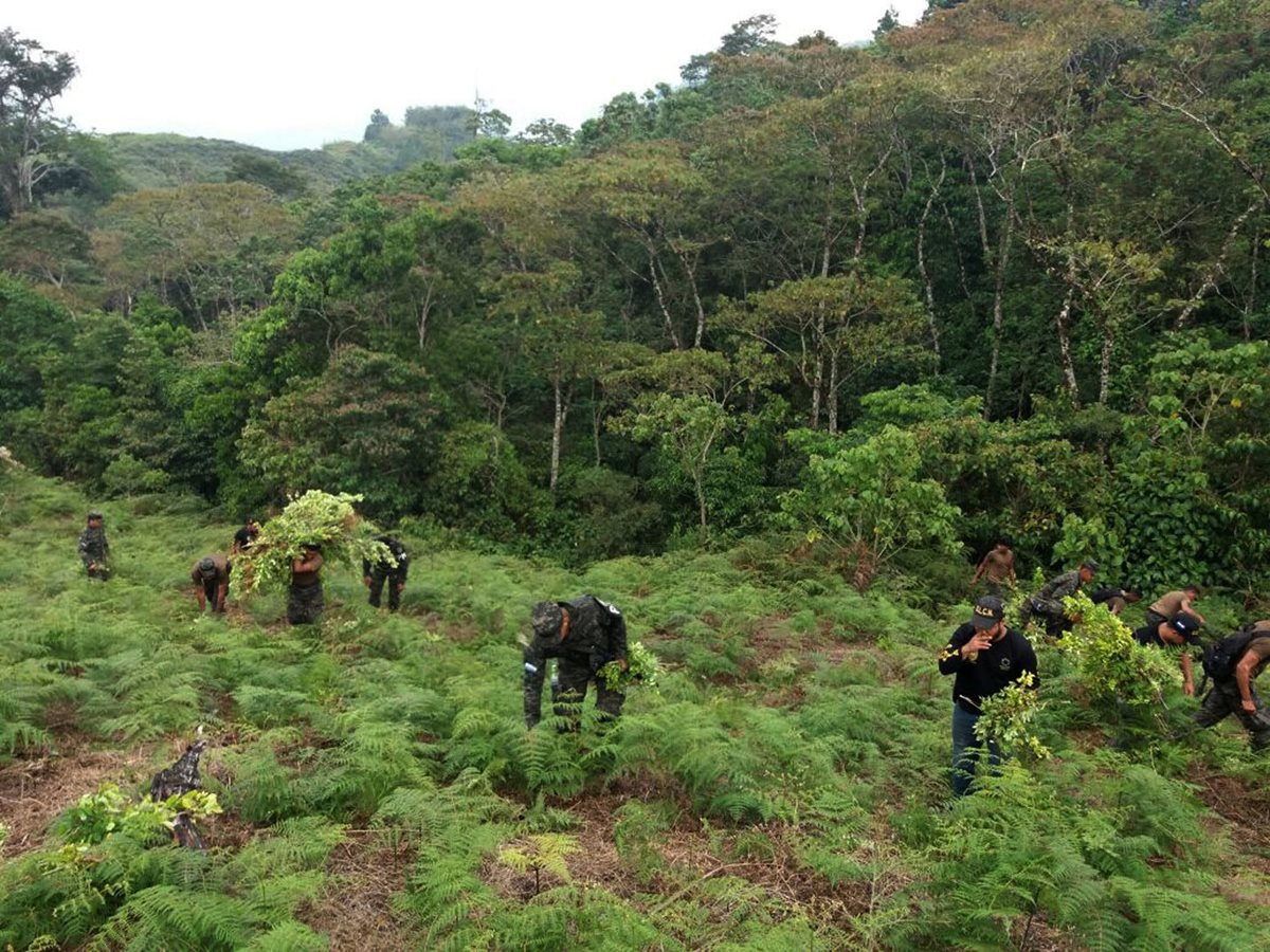 Policías y militares destruyen las extensas plantaciones de coca descubiertas en Honduras. (Foto Prensa Libre: AFP)