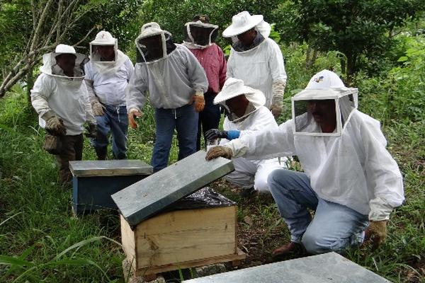 Apicultores de Petén aprenden a prevenir y tratar enfermedades de las abejas. (Foto Prensa Libre: Rigoberto Escobar)