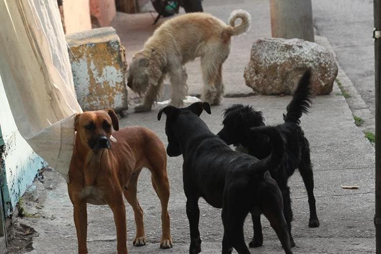 Dudan de las capacidades para aplicar la Ley de Protección Animal. (Foto Prensa Libre: Hemeroteca PL)