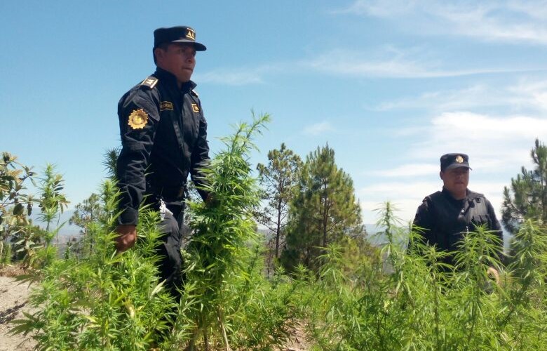 Un grupo de agentes de la PNC trabaja en el corte de las matas de marihuana en Petén.