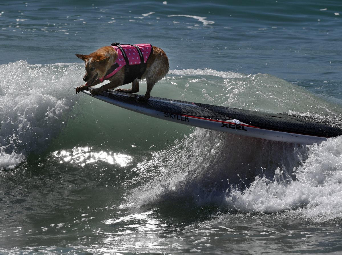 Los perritos mostraron su equilibrio al sortear con las olas. (Foto Prensa Libre: AFP)
