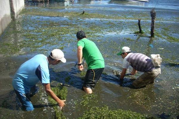 Tres estudiantes limpian parte de la playa pública del Lago de Atitlán, en San Juan La Laguna. (Foto Prensa Libre: Édgar Sáenz) <br _mce_bogus="1"/>
