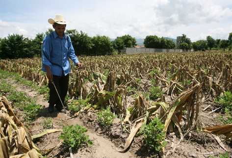 La agricultura es el sector más afectado por este fenómeno. (Foto Prensa Libre: Archivo)