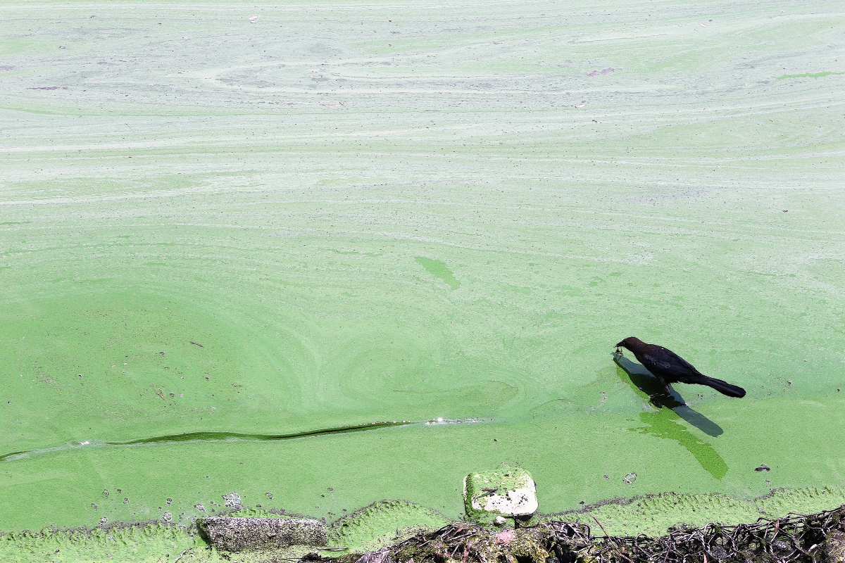 Compra de producto líquido para sanear el Lago de Amatitlán es de Q137.8 millones. (Foto Prensa Libre: Esbin García)