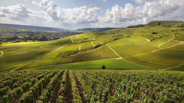 Los viñedos en la región de Champagne en Francia son los únicos que reciben la clasificación de champán. (GETTY IMAGES).