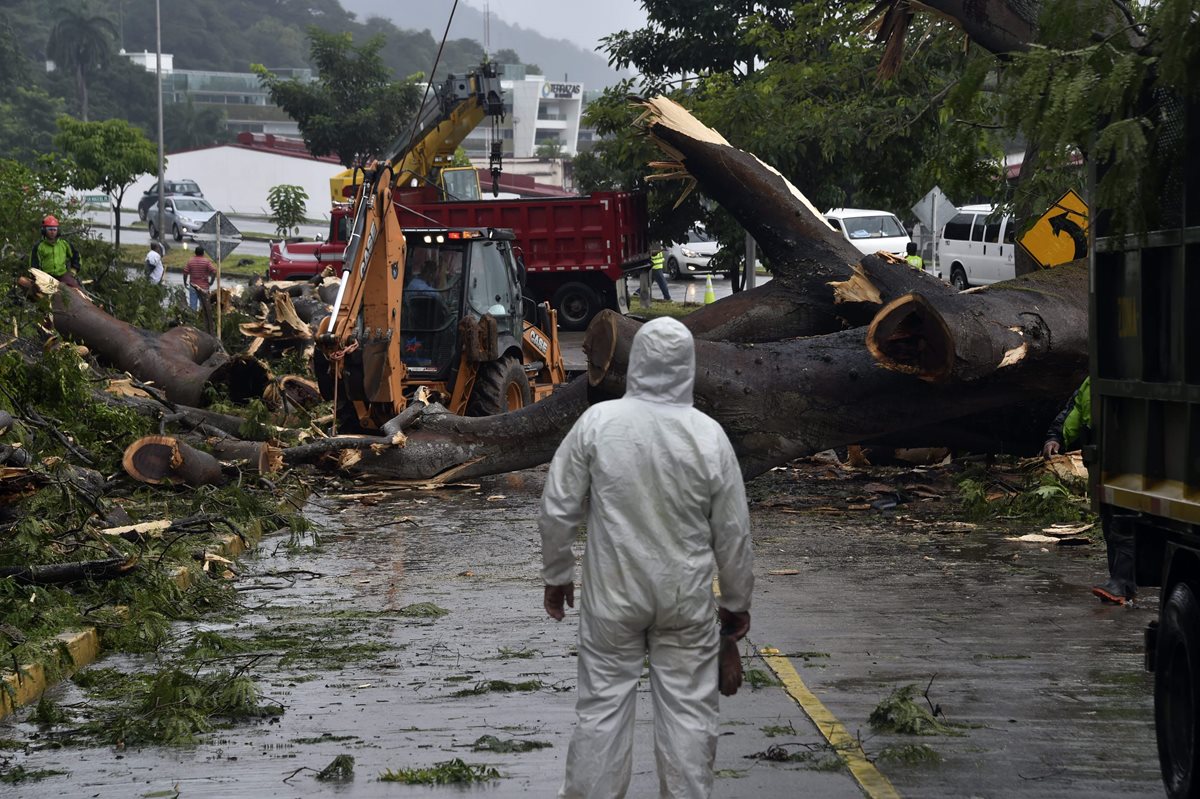 Trabajadores retiran el árbol que cayó por la fuerte lluvia y mató a un niño en Ciudad de Panamá. (Foto Prensa Libre: AFP).