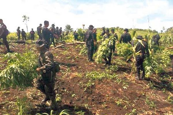 Soldados y policías destruyen un cultivo de marihuana en Las Cruces, Petén.
