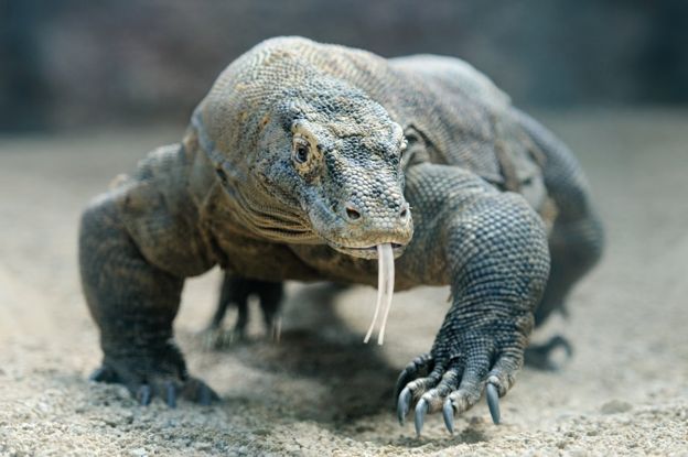 Los dragones de Komodo hembras suelen reproducirse a veces por partenogénesis, un proceso que solo da descendientes machos. GETTY IMAGES