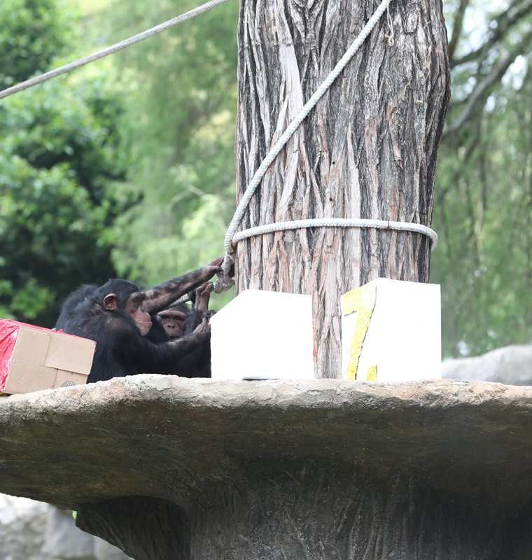 Los seis chimpancés disfrutaron de un día diferente en el Zoológico La Aurora. (Foto Prensa Libre: Óscar Felipe Quisque)