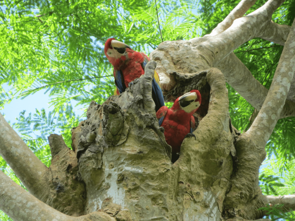 La guacamaya roja es conservada por medio de una iniciativa de WCS. En el país habrían unas 300. (Foto Prensa Libre: Hemeroteca PL)