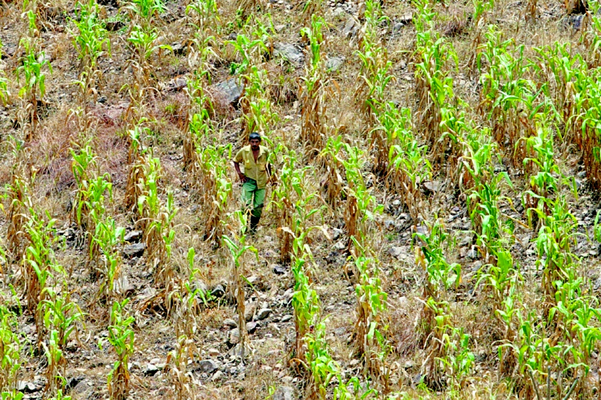 El ministerio  de Agricultura sugiere a campesinos que prioricen la cosecha de mayo a noviembre, ante la llegada de una nueva canícula prolongada.