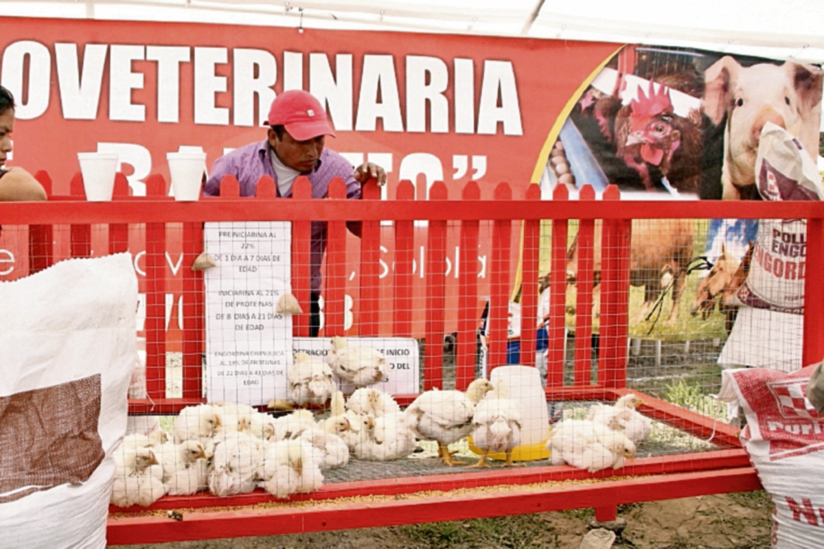 Algunos de  los animales    que se pusieron a la venta durante la feria agropecuaria, en  Sololá.