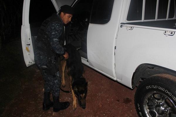 Un investigador inspecciona el picop en el que fueron encontrados cuatro paquetes de cocaína en Santa Apolonia. (Foto Prensa Libre )<br _mce_bogus="1"/>